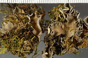  ( - O-L-164879)  @11 [ ] by-nc (2023) Einar Timdal University of Oslo, Natural History Museum