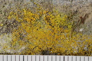 (Flavoplaca citrina - O-L-164975)  @11 [ ] CreativeCommons - Attribution Non-Commercial (2017) Einar Timdal Natural History Museum, University of Oslo, Norway