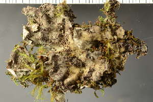  ( - O-L-164979)  @11 [ ] by-nc (2023) Einar Timdal University of Oslo, Natural History Museum