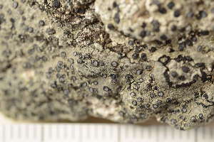  ( - O-L-166109)  @11 [ ] CreativeCommons - Attribution Non-Commercial (2019) Einar Timdal University of Oslo, Natural History Museum