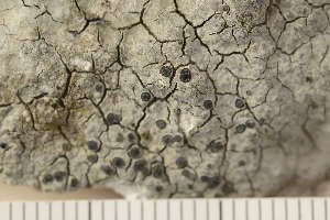  ( - O-L-166291)  @11 [ ] CreativeCommons - Attribution Non-Commercial (2018) Einar Timdal Natural History Museum, University of Oslo, Norway