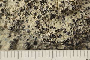  ( - O-L-166307)  @11 [ ] CreativeCommons - Attribution Non-Commercial (2019) Einar Timdal University of Oslo, Natural History Museum