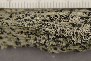  ( - O-L-167028)  @11 [ ] CreativeCommons - Attribution Non-Commercial (2019) Måns Svensson Swedish University of Agricultural Sciences