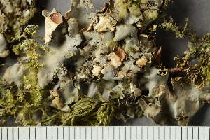  ( - O-L-167039)  @11 [ ] by-nc (2022) Einar Timdal University of Oslo, Natural History Museum