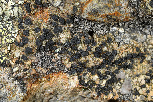  ( - O-L-168423)  @11 [ ] CreativeCommons - Attribution Non-Commercial (2014) Einar Timdal Natural History Museum, University of Oslo, Norway