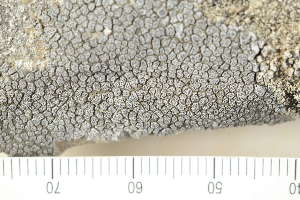  (Pertusaria chiodectonoides - O-L-168482)  @11 [ ] by-nc (2020) Einar Timdal Natural History Museum, University of Oslo, Norway