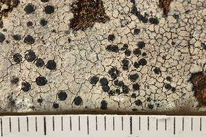  ( - O-L-169828)  @11 [ ] CreativeCommons - Attribution Non-Commercial (2018) Einar Timdal Natural History Museum, University of Oslo, Norway