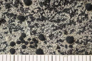  ( - O-L-170532)  @11 [ ] CreativeCommons - Attribution Non-Commercial (2018) Einar Timdal Natural History Museum, University of Oslo, Norway
