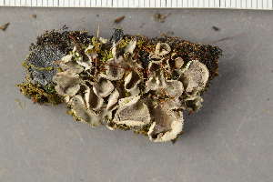  ( - O-L-170693)  @11 [ ] by-nc (2024) Teodor Bruu-Kammler University of Oslo, Natural History Museum
