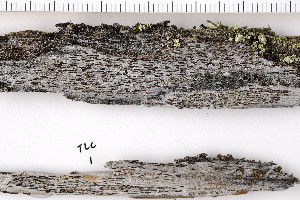  ( - O-L-170700)  @11 [ ] CreativeCommons - Attribution Non-Commercial (2016) Kristine Dobbe University of Oslo, Natural History Museum