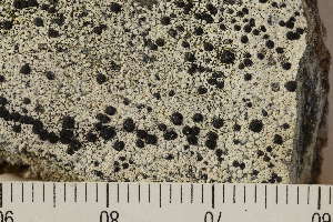  ( - O-L-173271)  @11 [ ] CreativeCommons - Attribution Non-Commercial (2018) Einar Timdal Natural History Museum, University of Oslo, Norway