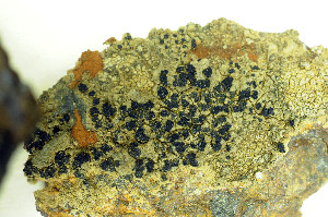  ( - O-L-173284)  @11 [ ] CreativeCommons - Attribution Non-Commercial (2013) Einar Timdal Natural History Museum, University of Oslo, Norway