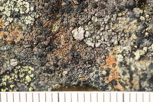  ( - O-L-173352)  @11 [ ] CreativeCommons - Attribution Non-Commercial (2018) Einar Timdal Natural History Museum, University of Oslo, Norway