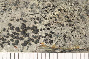  ( - O-L-173394)  @11 [ ] CreativeCommons - Attribution Non-Commercial (2018) Einar Timdal Natural History Museum, University of Oslo, Norway