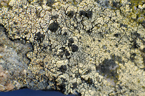  ( - O-L-173413)  @11 [ ] CreativeCommons - Attribution Non-Commercial (2013) Einar Timdal Natural History Museum, University of Oslo, Norway