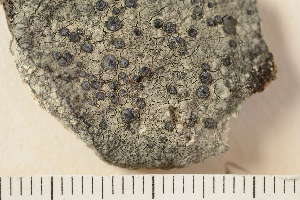  ( - O-L-173508)  @11 [ ] CreativeCommons - Attribution Non-Commercial (2019) Einar Timdal University of Oslo, Natural History Museum