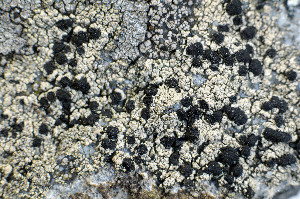  ( - O-L-173854)  @11 [ ] CreativeCommons - Attribution Non-Commercial (2013) Einar Timdal Natural History Museum, University of Oslo, Norway