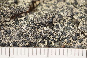  ( - O-L-174074)  @11 [ ] CreativeCommons - Attribution Non-Commercial (2018) Einar Timdal Natural History Museum, University of Oslo, Norway