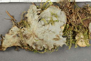  ( - O-L-174099)  @11 [ ] by-nc (2020) Ann Evankow University of Oslo, Natural History Museum