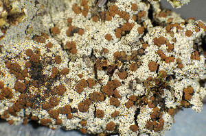  ( - O-L-174152)  @11 [ ] CreativeCommons - Attribution Non-Commercial (2013) Einar Timdal Natural History Museum, University of Oslo, Norway