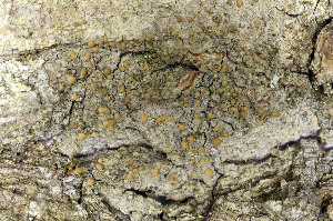  ( - O-L-174976)  @11 [ ] CreativeCommons - Attribution Non-Commercial (2013) Einar Timdal Natural History Museum, University of Oslo, Norway