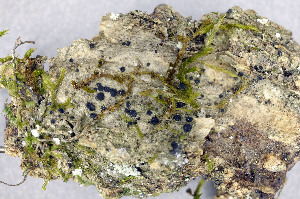 ( - O-L-175097)  @11 [ ] CreativeCommons - Attribution Non-Commercial (2013) Einar Timdal Natural History Museum, University of Oslo, Norway