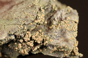  ( - O-L-175122)  @11 [ ] CreativeCommons - Attribution Non-Commercial (2014) Einar Timdal Natural History Museum, University of Oslo, Norway
