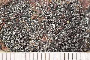 ( - O-L-175690)  @11 [ ] CreativeCommons - Attribution Non-Commercial (2018) Einar Timdal Natural History Museum, University of Oslo, Norway