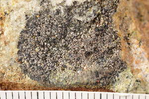  ( - O-L-175857)  @11 [ ] CreativeCommons - Attribution Non-Commercial (2018) Einar Timdal Natural History Museum, University of Oslo, Norway