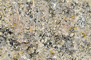  ( - O-L-175951)  @11 [ ] CreativeCommons - Attribution Non-Commercial (2013) Einar Timdal Natural History Museum, University of Oslo, Norway