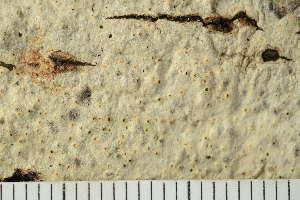 ( - O-L-177005)  @11 [ ] by-nc (2020) Einar Timdal Natural History Museum, University of Oslo, Norway