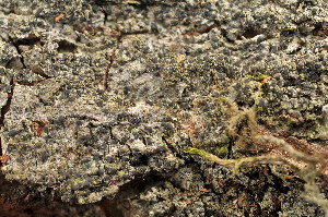  ( - O-L-177091)  @11 [ ] CreativeCommons - Attribution Non-Commercial (2014) Einar Timdal Natural History Museum, University of Oslo, Norway