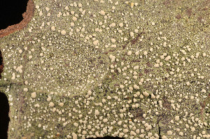  ( - O-L-177096)  @11 [ ] CreativeCommons - Attribution Non-Commercial (2014) Einar Timdal Natural History Museum, University of Oslo, Norway