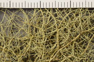  (Usnea flammea - O-L-177098)  @11 [ ] CreativeCommons - Attribution Non-Commercial (2019) Gunnhild Marthinsen University of Oslo, Natural History Museum