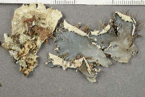  (Peltigera hymenina - O-L-177113)  @11 [ ] by-nc (2020) Ann Evankow University of Oslo, Natural History Museum