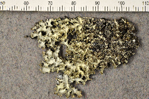  ( - O-L-177182)  @11 [ ] CreativeCommons - Attribution Non-Commercial (2016) Trude Magnussen University of Oslo, Natural History Museum