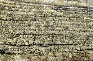  ( - O-L-177342)  @11 [ ] CreativeCommons - Attribution Non-Commercial (2013) Einar Timdal Natural History Museum, University of Oslo, Norway