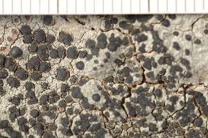  ( - O-L-177772)  @11 [ ] CreativeCommons - Attribution Non-Commercial (2018) Einar Timdal Natural History Museum, University of Oslo, Norway