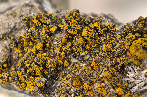  (Carbonea vitellinaria - O-L-179495)  @11 [ ] CreativeCommons - Attribution Non-Commercial (2014) Einar Timdal Natural History Museum, University of Oslo, Norway
