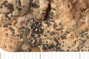  ( - O-L-179902)  @11 [ ] CreativeCommons - Attribution Non-Commercial (2018) Einar Timdal Natural History Museum, University of Oslo, Norway