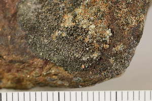  ( - O-L-179951)  @11 [ ] CreativeCommons - Attribution Non-Commercial (2017) Einar Timdal Natural History Museum, University of Oslo, Norway