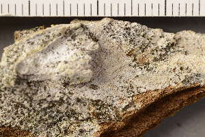  (Rostania occultata - O-L-180139)  @11 [ ] CreativeCommons - Attribution Non-Commercial (2019) Gunnhild Marthinsen University of Oslo, Natural History Museum