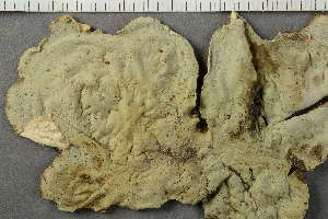  ( - O-L-183558)  @11 [ ] by-nc (2021) Einar Timdal University of Oslo, Natural History Museum