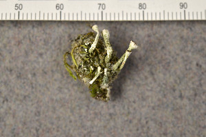  (Asterochloris - O-L-183618)  @11 [ ] CreativeCommons - Attribution Non-Commercial (2015) Trude Magnussen Natural History Museum, University of Oslo, Norway