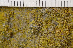  (Flavoplaca flavocitrina - O-L-183670)  @11 [ ] CreativeCommons - Attribution Non-Commercial (2017) Einar Timdal Natural History Museum, University of Oslo, Norway
