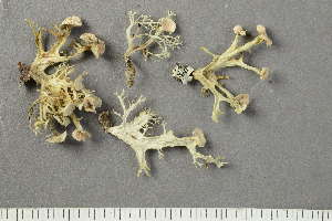  ( - O-L-183723)  @11 [ ] by-nc (2020) Ann Evankow University of Oslo, Natural History Museum