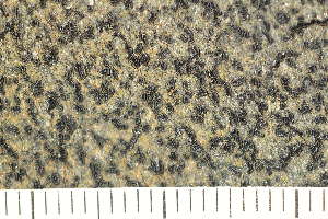  (Lecidea sp - O-L-183832)  @11 [ ] CreativeCommons - Attribution Non-Commercial (2018) Einar Timdal Natural History Museum, University of Oslo, Norway