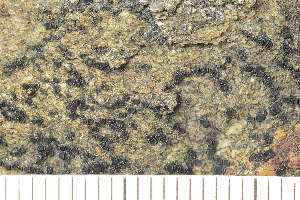  ( - O-L-183834)  @11 [ ] CreativeCommons - Attribution Non-Commercial (2018) Einar Timdal Natural History Museum, University of Oslo, Norway