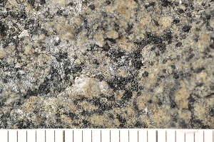  ( - O-L-184117)  @11 [ ] CreativeCommons - Attribution Non-Commercial (2018) Einar Timdal Natural History Museum, University of Oslo, Norway