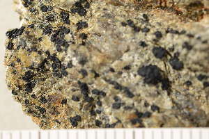  ( - O-L-184169)  @11 [ ] CreativeCommons - Attribution Non-Commercial (2018) Einar Timdal Natural History Museum, University of Oslo, Norway